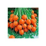 ZENGARDEN EV VE BAHÇE Top havuç tohumu Atalık paris market atlas carrot