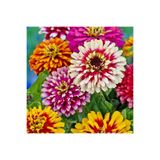 ZENGARDEN EV VE BAHÇE Whirlygig zinnia kirli hanım çiçeği tohumu karışımı