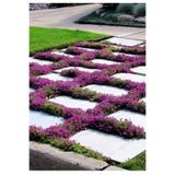 ZENGARDEN EV VE BAHÇE Yayılıcı Kekik Tohumu Creeping Thyme Limon Kokulu Çiçekli