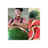 Zengarden Ev Ve Bahçe Yerli Kuşadası Karpuzu Tohumu Atalık Tohum