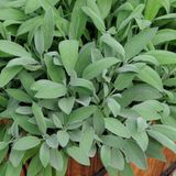 Zengarden Geniş Yapraklı Adaçayı Tohumu Salvia Seeds