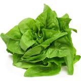 Zengarden Geyik Dili Marul Tohumu Atalık Amish Deer Tongue - 1 Adet