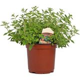 Zengarden Italyan Geniş Yapraklı Kekik Tohumu Italian Oregano - 1 Paket