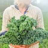 Zengarden Kıvırcık Bodur Kale Lahana Tohumu Dwarf Curled Kale Vates - 1 Adet