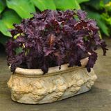 Zengarden Kızıl Mor Fırfır Kenarlı Iri Yapraklı Reyhan Tohumu Purple Ruffles Basil - 1 Paket