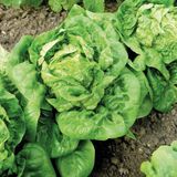 Zengarden Little Gem Fındık Marul Tohumu Atalık - 1 Adet
