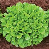 Zengarden Meşe Yaprak Marul Tohumu Atalık Oak Leaf Lettuce - 1 Adet
