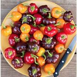 Zengarden Mini Dolmalık Biber Tohumu 3 Renk Karışım Mini Bell Pepper Mix - 1 Adet