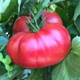 Zengarden Pembe Domates Tohumu Nadir Ince Kabuklu Ve Geleneksel Belgium Pink