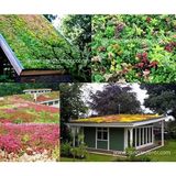 Zengarden Sedum Tohumu Karışımı Saksı ve Yeşil Çatı Bitkileri - 1 Adet