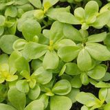 Zengarden Semizotu Tohumu Şifalı ve Kolay Portulaca Oleracea - 1 Adet