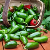 Zengarden Tatlı Jalapeno Biberi Tohumu Jalapeno Sweet - 1 Adet