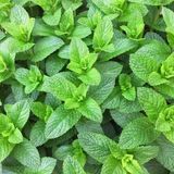 Zengarden Tatlı Kuzu Nanesi Tohumu Mentha Spicata Spearmint +500 Tohum - 1 Paket