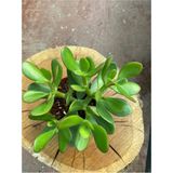 Zenginlik Çiçeği Crassula Ovata Para Çiçeği 10-20 Cm