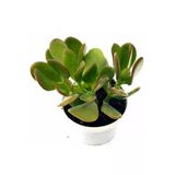 Zenginlik Çiçeği Crassula Şans Para Çiçeği Fidanı 10-20 Cm