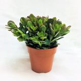 Zenginlik Çiçeği Crassula Şans Para Çiçeği Fidanı 10-20 Cm