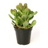Zenginlik Para Çiçeği Fidanı 10-20 cm