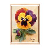 Zestia Ahşap Çerçeveli Tablo, Kırmızı Sarı Menekşe, Eski Stil Bitki İllüstrasyonu Poster No: 107427 50 x 70