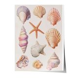Zestia Çerçevesiz Poster, Doğanın İncileri – Estetik Kabuk Detayları Poster No: 107444 21 x 30