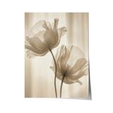 Zestia Poster Şeffaf Gelincik Çiçeği Nötr Ton Minimal Fotoğraf Salon Dekoru, 21 x 30