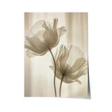 Zestia Poster Şeffaf Gelincik Çiçeği Nötr Ton Minimal Fotoğraf Salon Dekoru, 50 x 70