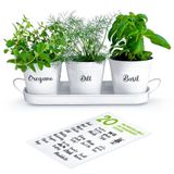 ZESTIGREENS Bitki saksısı seti, tepsili, iç mekan, bahçe veya dış mekan kullanımı için, beyaz metal, etli saksı, mutfak pencere pervazı için