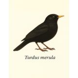 Zeszyt Ptaki Europy – Turdus merula | Kos zwyczajny | Notatnik A4 8,5x11” | Kratka 5 mm | Dla uczniów, miłośników ptaków, ornitologów i dzieci: ... – Turdus merula | 100 stron w kratkę 5 mm |