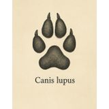 Zeszyt w kratkę 5x5 mm – Canis lupus – 100 stron – 8.5 x 11 cali: Realistyczna ilustracja tropu wilka z nazwą łacińską – idealny do nauki, notatek terenowych i szkoły