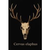 Zeszyt w kratkę 5x5 mm – Cervus elaphus – 100 stron – 6x9 cali: Ciemna, naukowa okładka w stylu dark-academic z realistyczną czaszką jelenia i nazwą łacińską