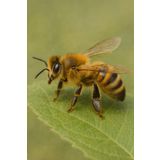 Zeszyt w kratkę 5x5 mm z realistyczną pszczołą – 80 stron – 6x9 cali: Notes z okładką bez napisów, inspirowany naturą – idealny do szkoły, notatek i prezentu