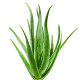 ZEVLİ® Aloe Vera Bitkisi (40 cm) - Eviniz İçin Doğal Şifa Kaynağı - Hava Temizleyici, Saksılı Yetişkin Bitki + Bakım Rehberi