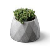 ZEVLİ Ateliera® El Yapımı Beton Saksı + Canlı Sukulent & Kaktüs Koleksiyonu (Antrasit, Geo, Euphorbia submammillaris var. pfersdorfii)