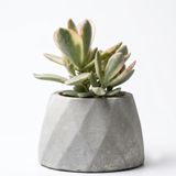 ZEVLİ Ateliera® El Yapımı Beton Saksı + Canlı Sukulent & Kaktüs Koleksiyonu Gri Geo Saksılı Rainbow Jade (Para Çiçeği)