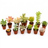 ZEVLİ Canlı Kaktüs ve Sukulent Seti (12+1 Adet) – Mini Saksılı Gerçek Salon Bitkileri Koleksiyonu – Ev ve Ofis Dekorasyonu, Succulent Gift Set