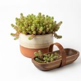 ZEVLİ Sedum Album (Damkoruğu) Canlı Sukulent Bitkisi, Yayılıcı Yer Örtücü, Kaya Bahçesi ve Saksı Çiçeği 6 CM Saksıda Çoklu Fide