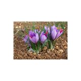 ZEYSEN TROPİKAL 10 Adet Safranbolu Gerçek Safran Soğanı Crocus Sativus 4582040285412