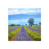 Zeysen Tropikal 1000 Adet Lavanta Açık.-. Kök Angustifolia Fidanı Fidesi