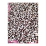 ZEYSEN TROPİKAL 40 Adet Safranbolu Gerçek Safran Soğanı Crocus Sativus 5154215332023