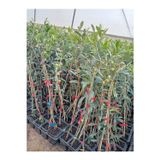 Zeysen Tropikal Arbequina Bodur Zeytin Fidanı(30 60 Cm) 6 Adet Tüplü Zeytin Fidanı