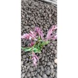 Zeysen Tropikal Orchis Sancta Salep Yumrusu 25 Adet Yavru Yumru Gönderilecek
