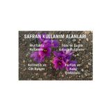 Zeysen Tropikal Özel Dikime Hazır Yerli Üretim Büyük Boy 1. Kalite Safranbolu Safran Bitkisi Soğanı