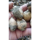 Zeysen Tropikal Salep Fidesi, Tohumu, Yıkanmamış, Dikime Hazır (20 Adet)