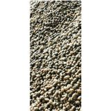 Zeysen Tropikal Salep Tohumu, Yıkanmamış, Dikime Hazır Yumru (100 Adet)
