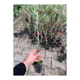 Zeysen Tropikal Tam Bodur Meyve Verme Durumunda Arbequina Zeytin Fidan