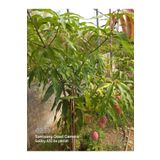 ZEYSEN TROPİKAL Tüplü Mango Fidanı 50 80 Cm 1 2 Yaş