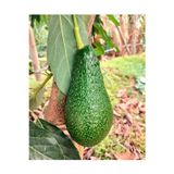 Zeysen Tropikal Zutano Avokado Ağacı