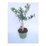 Zeytin Bonsai Ağacı