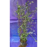 Zeytin Çalısı Bitkisi, Doğal Yeşil Yapraklı, Saksıda Canlı Bitki, Bahçe ve Balkon İçin