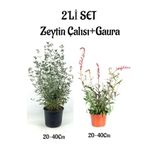 Zeytin Çalısı Çiçeği Fidanı(20-40Cm)+Gaura Çiçeği(20-40Cm)2'li Set Saksılı Bahçe Bitkisi, SRD04022025BYB927