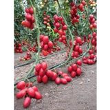 Zeytin Cherry Domates Tohumu 25+ Adet – Yüksek Verimli Mini Domates – Sulu, Tatlı ve Hızlı Çimlenen